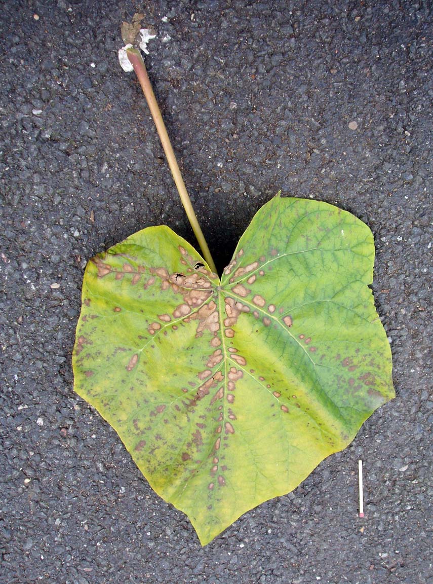 Paulownia (feuilles)