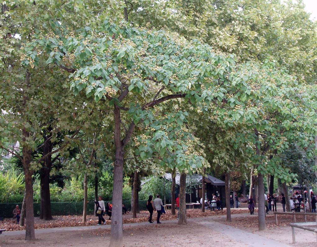 Paulownias Jardin du Luwembourg