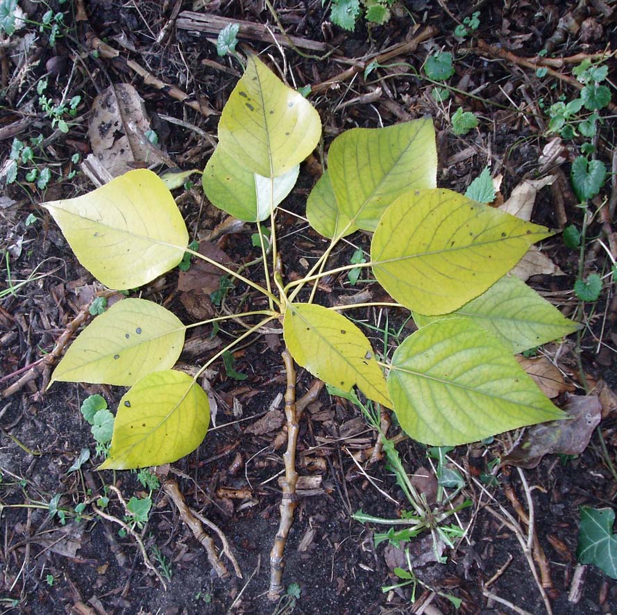 Peuplier (feuilles)