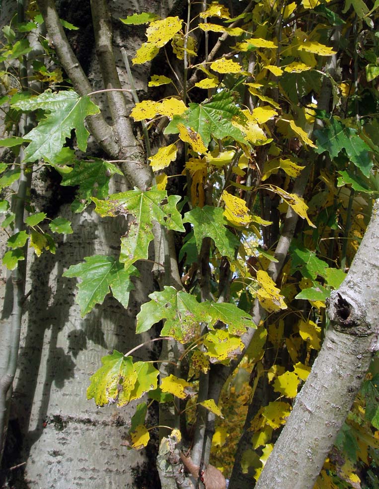 Peuplier blanc (feuilles)