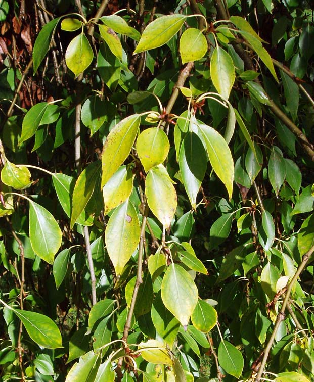 Peuplier fastigiata (feuilles)