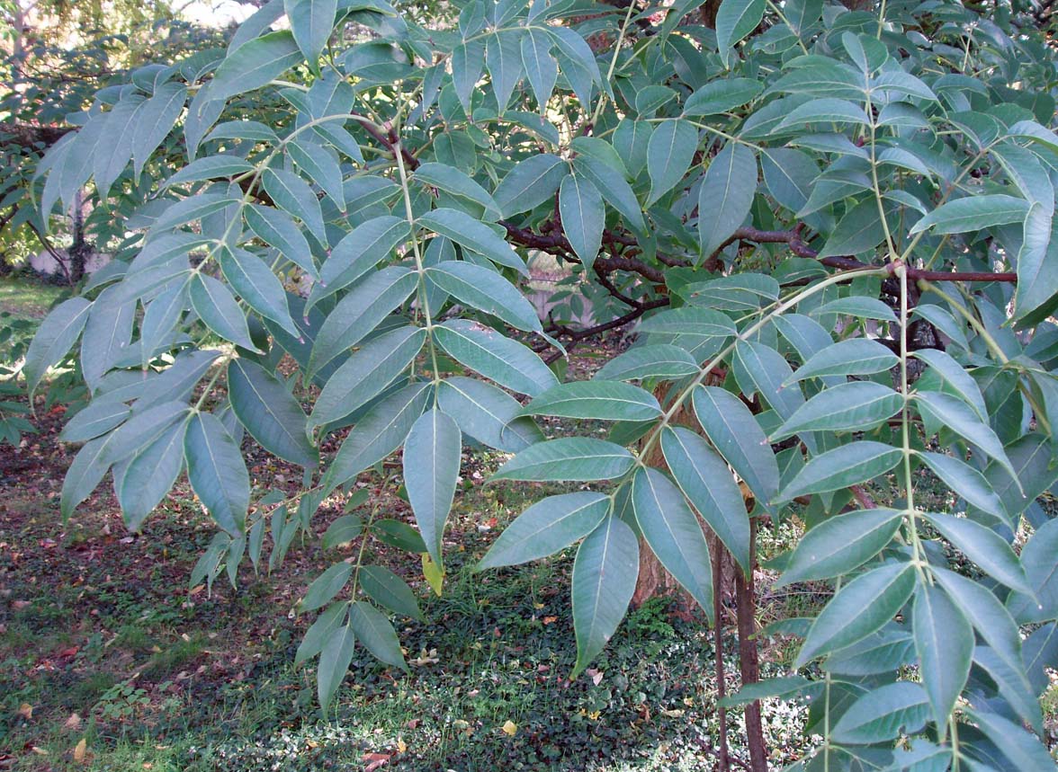 Phellodendron (feuilles)