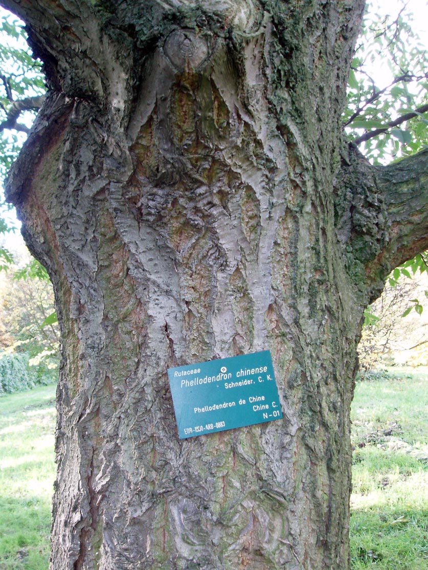 Phellodendron ou Arbre au liège de l'Amour (tronc)