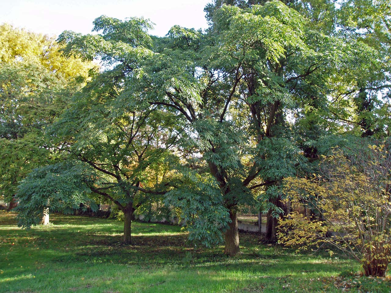 Phellodendron (Arbre au liège de l'Amour)