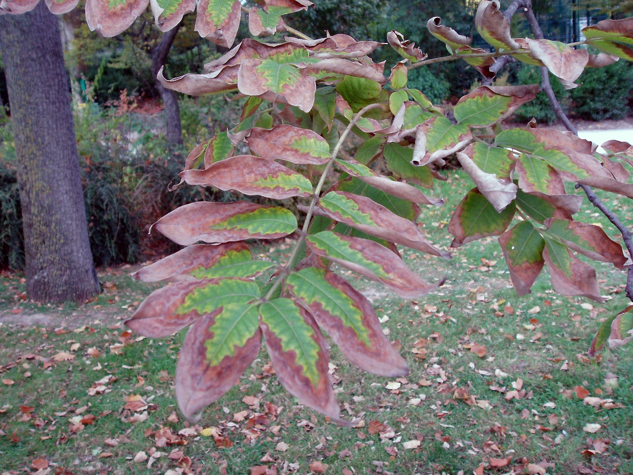 Phellodendron (feuilles)