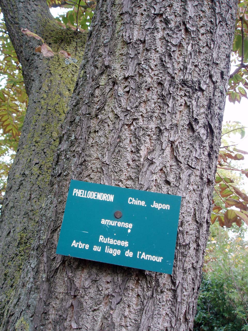 Phellodendron ou Arbre au liège de l'Amour (tronc)