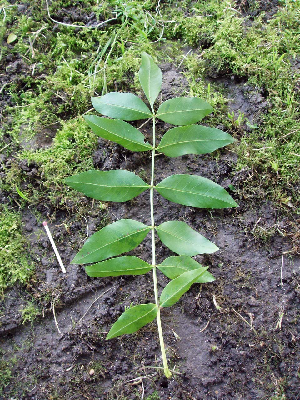 Phellodendron (feuille)