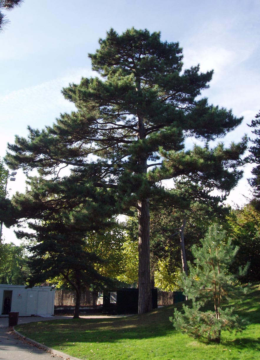 Pin Jardin d'acclimatation