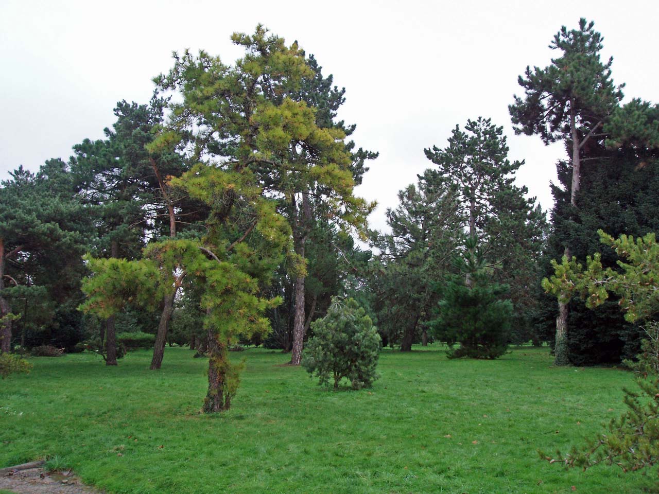 Pinède Arboretum