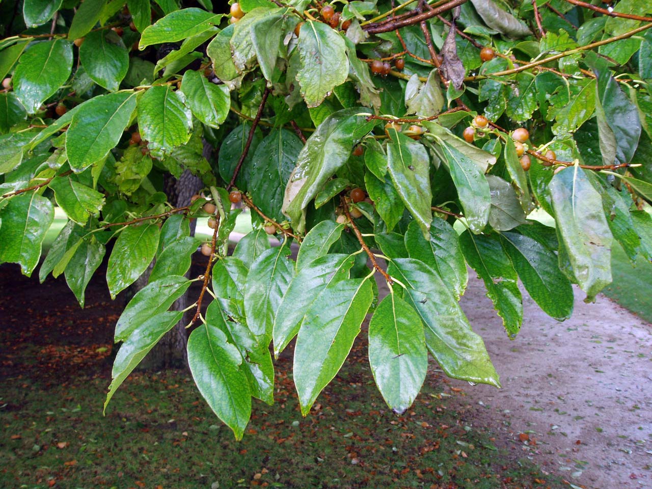 Plaqueminier feuilles