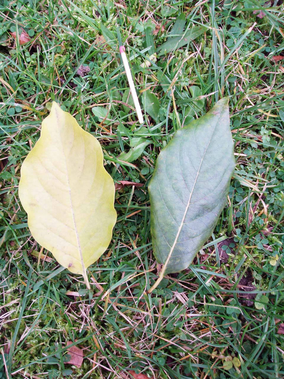 Plaqueminier feuilles