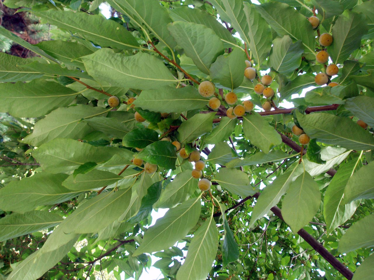 Plaqueminier feuilles