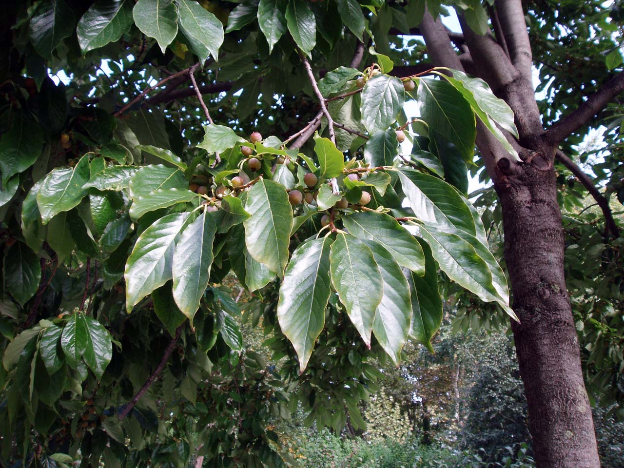 Plaqueminier feuilles