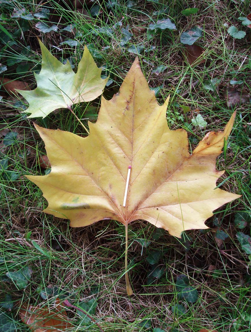 Platane (feuille)