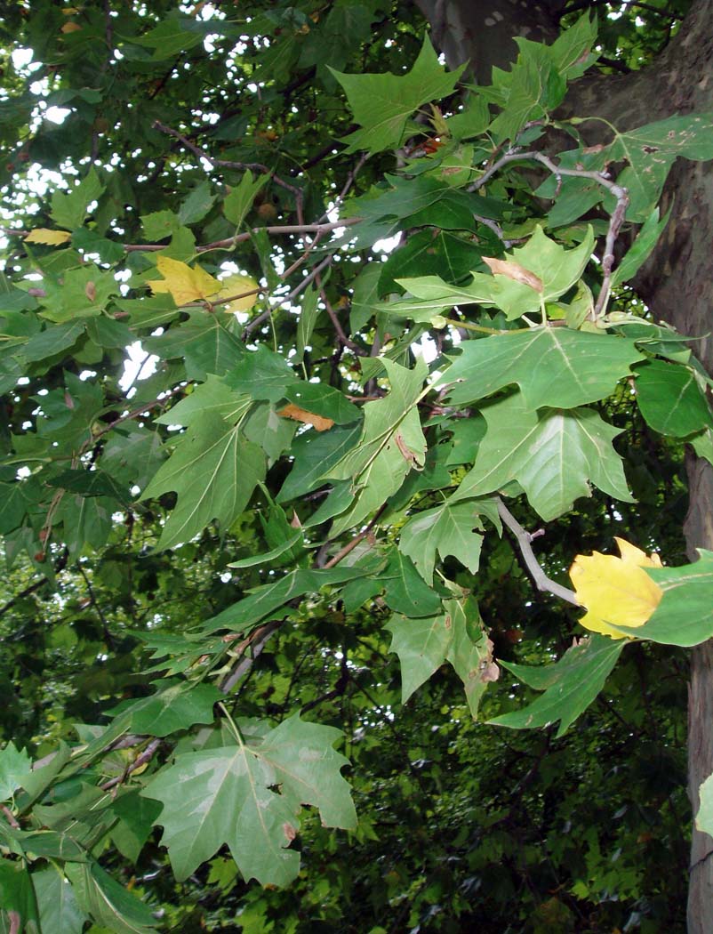 Platane (feuilles)