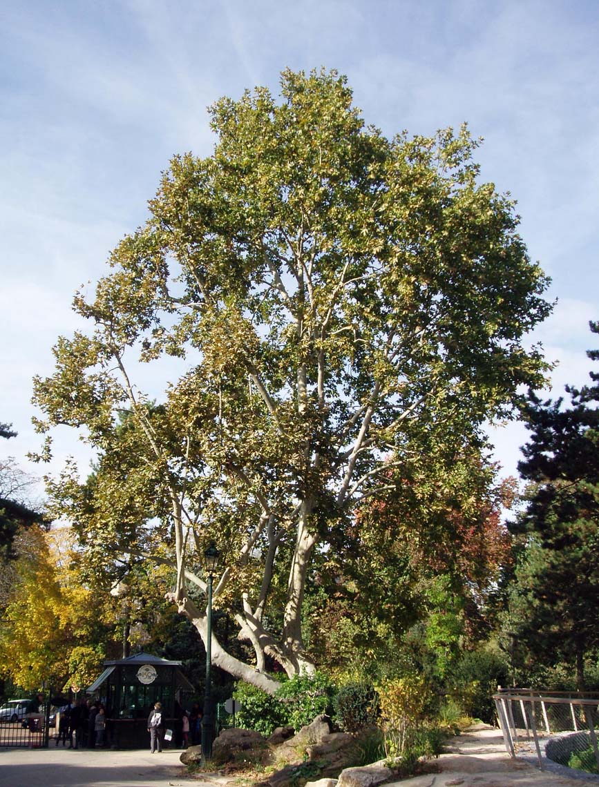 Platane Jardin d'acclimatation