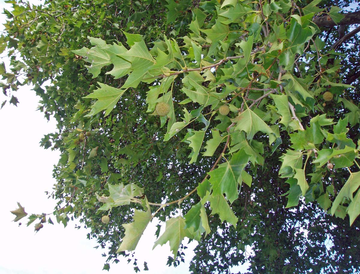 Platane (feuilles)