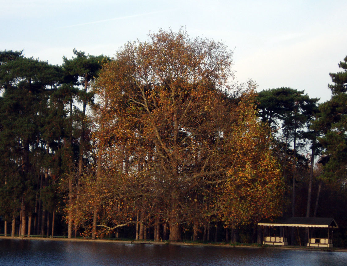 Platane d'Orient Bois de Boulogne