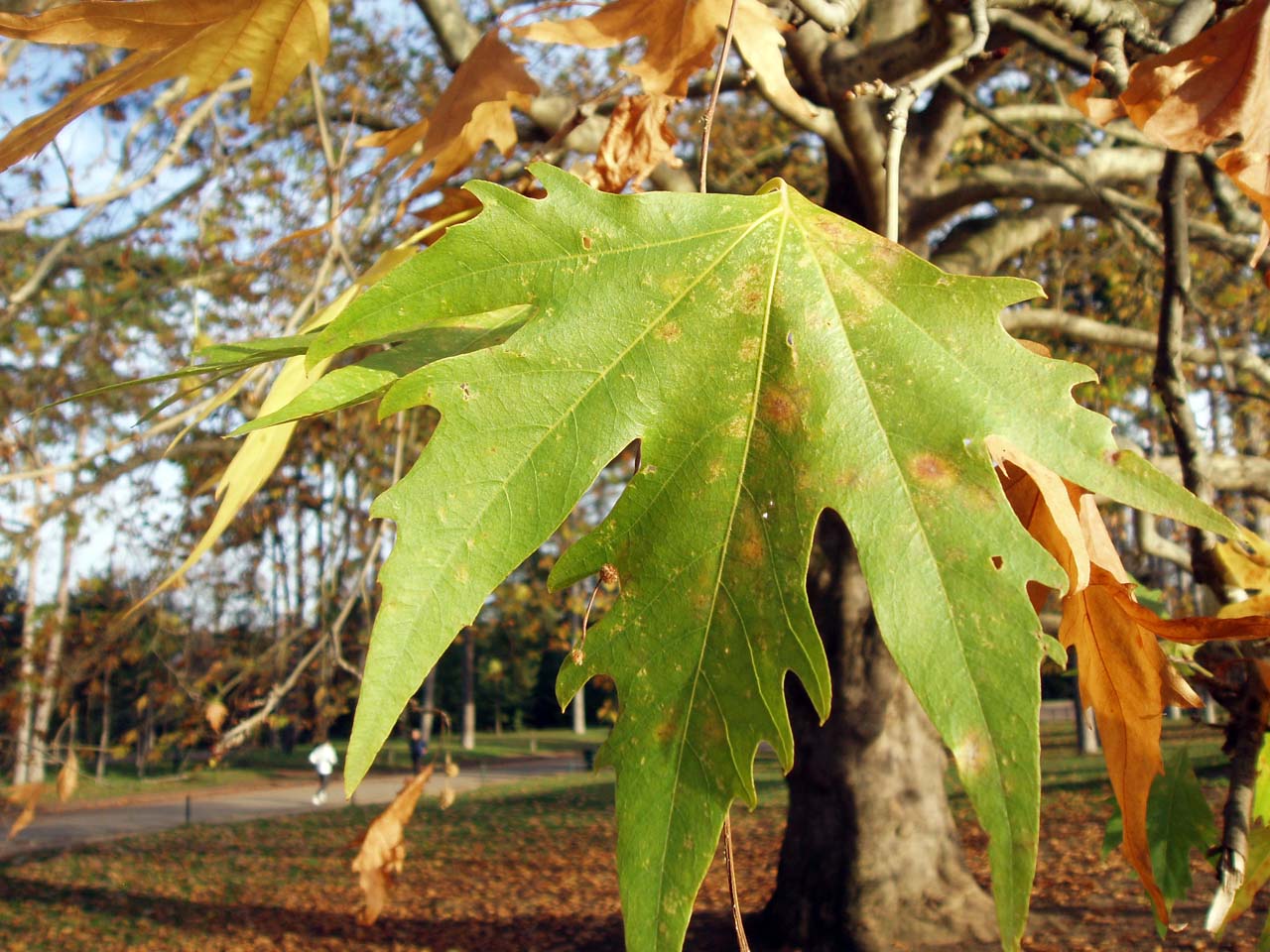 Platane d'Orient (feuilles)