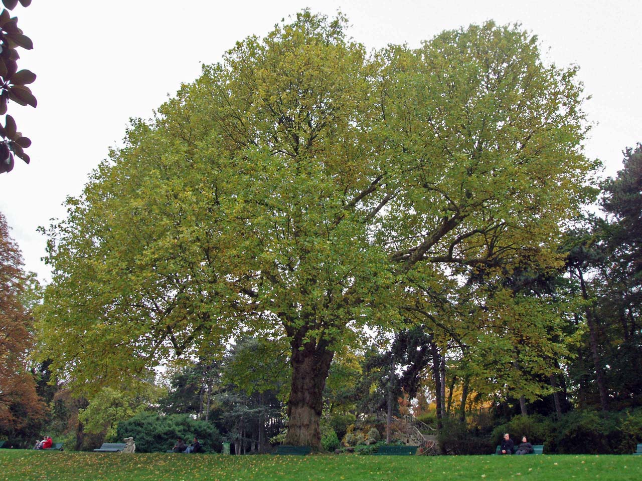 Platane Montsouris