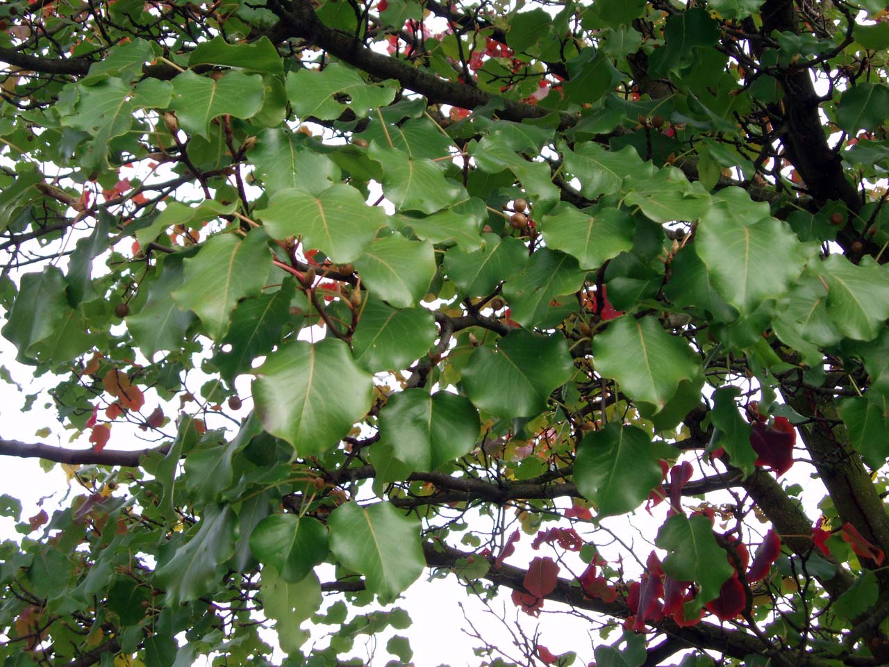 Poirier Calleryana (feuilles)