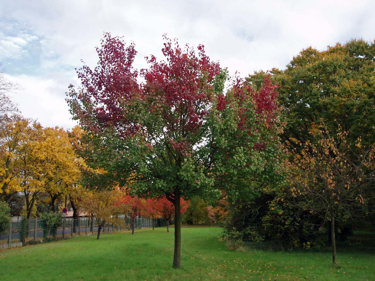 Poirier Calleryana Arboretum