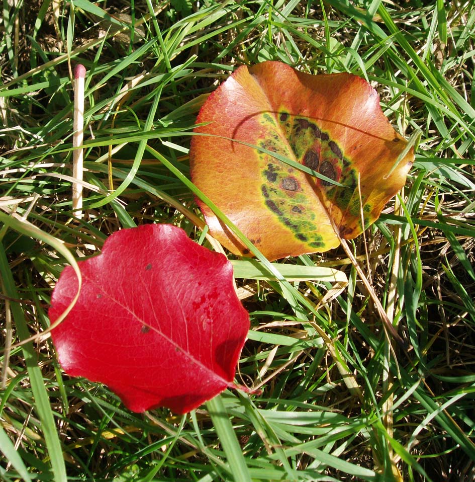 Poirier Calleryana (feuilles)