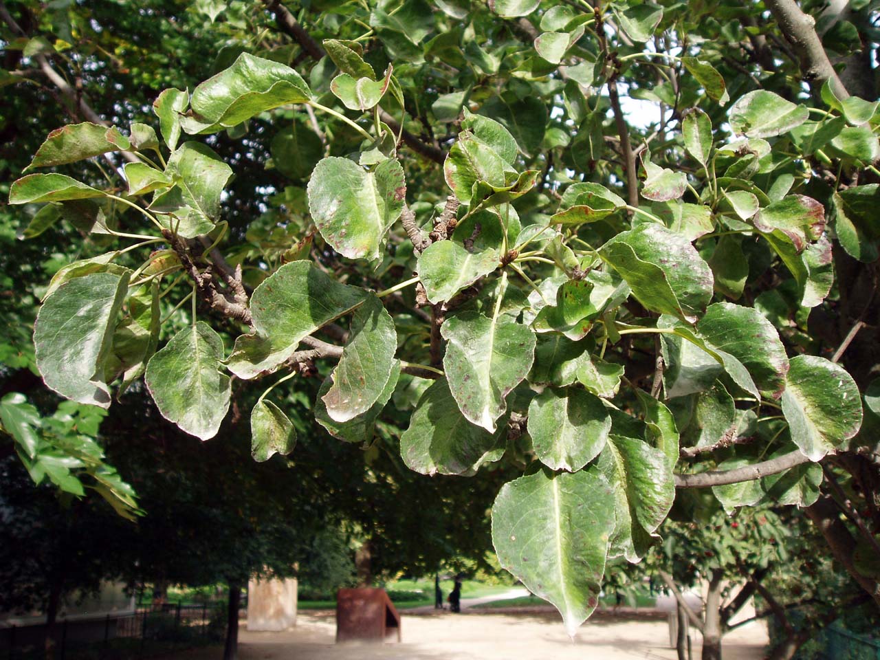 Poirier Calleryana (feuilles)