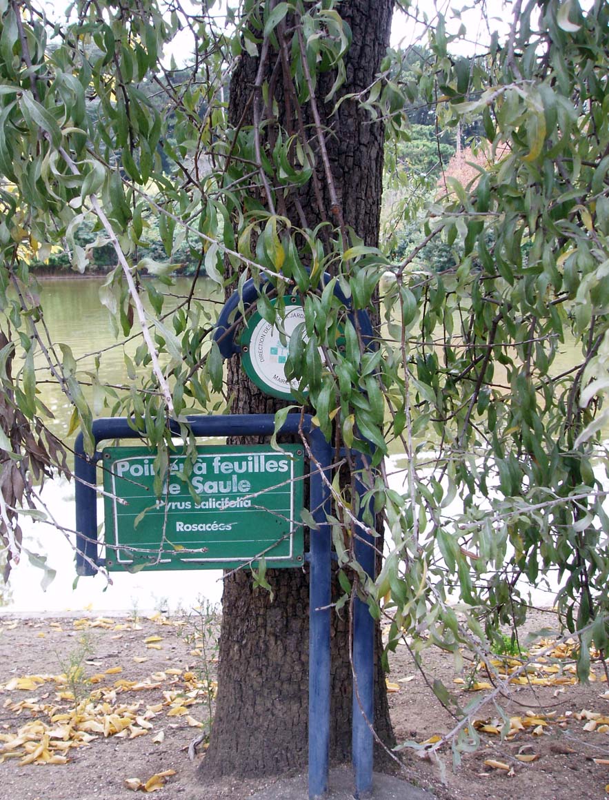 Poirier à feuilles de saule (tronc)