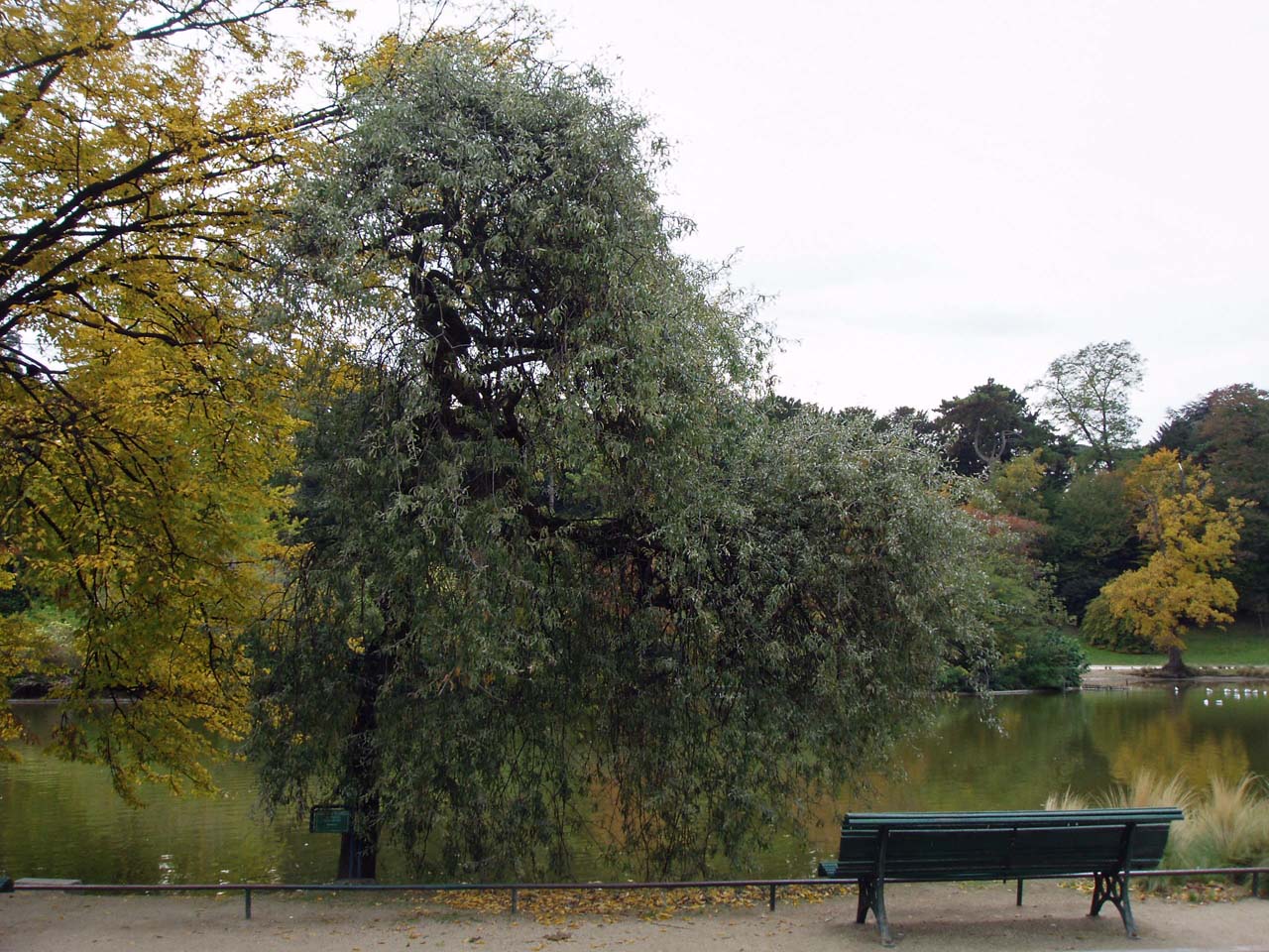 Poirier à feuilles de saule Montsouris