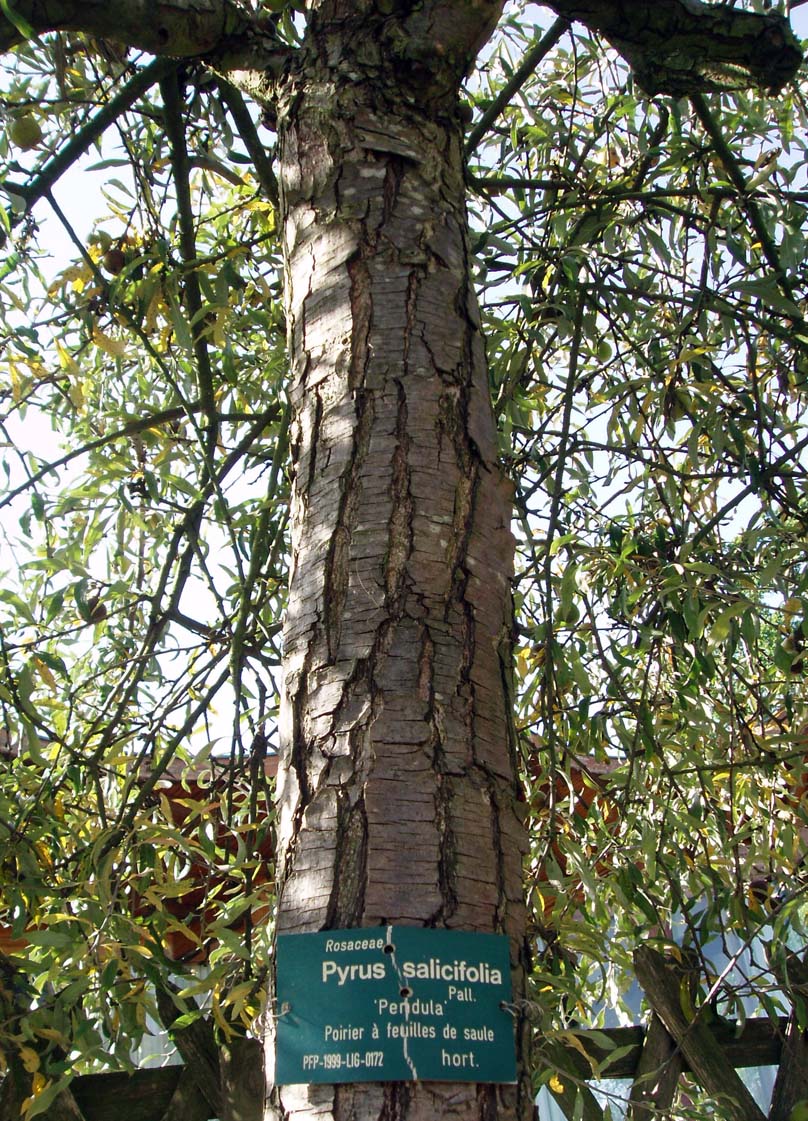 Poirier à feuilles de saule (tronc)