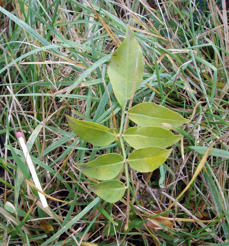 Poivrier (feuilles)