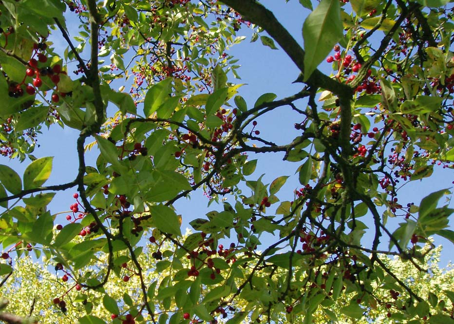 Poivrier (feuilles)