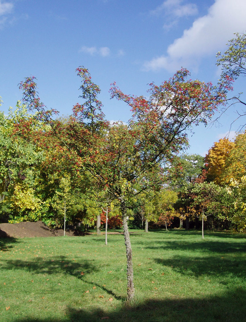 Poivrier du Japon Arboretum