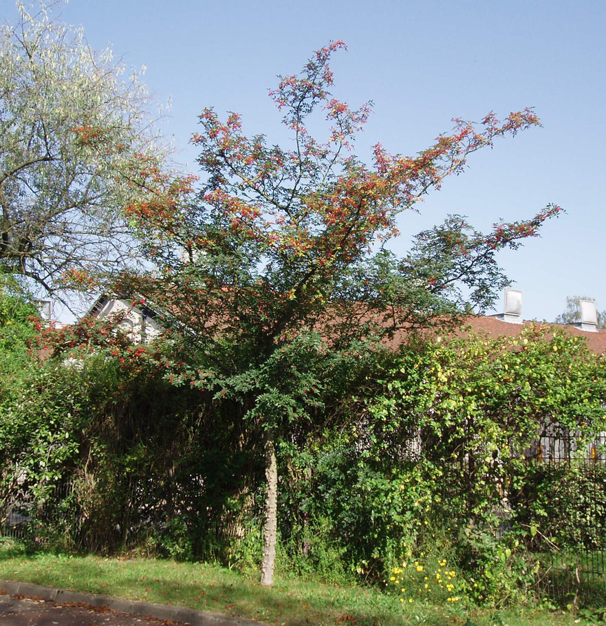 Poivrier du Japon Parc Floral