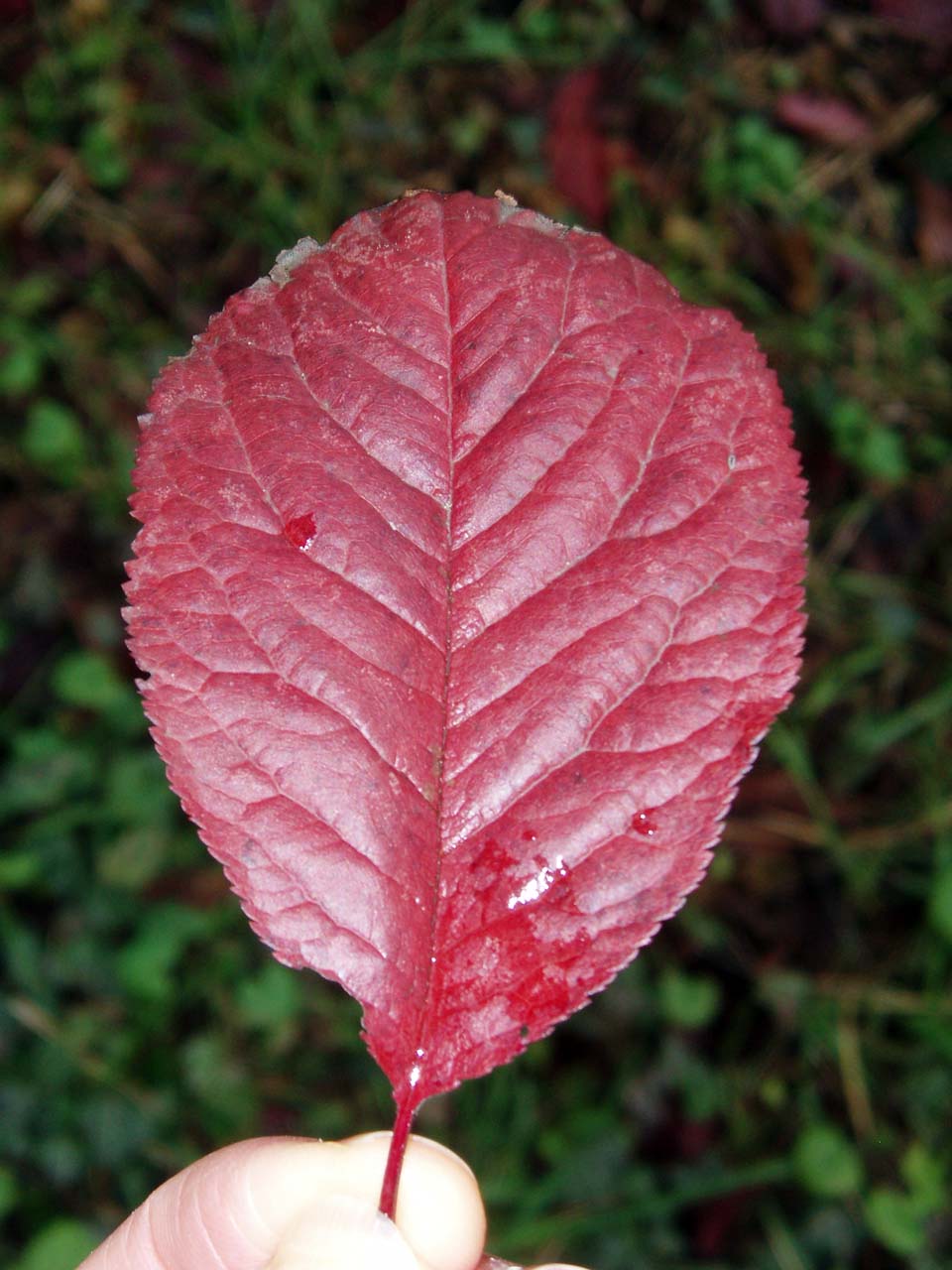 Prunier myrobolan (feuille)