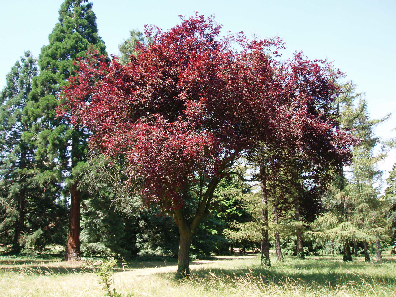 Prunier Myrobolan Arboretum