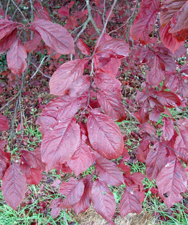 Prunier myrobolan (feuilles)