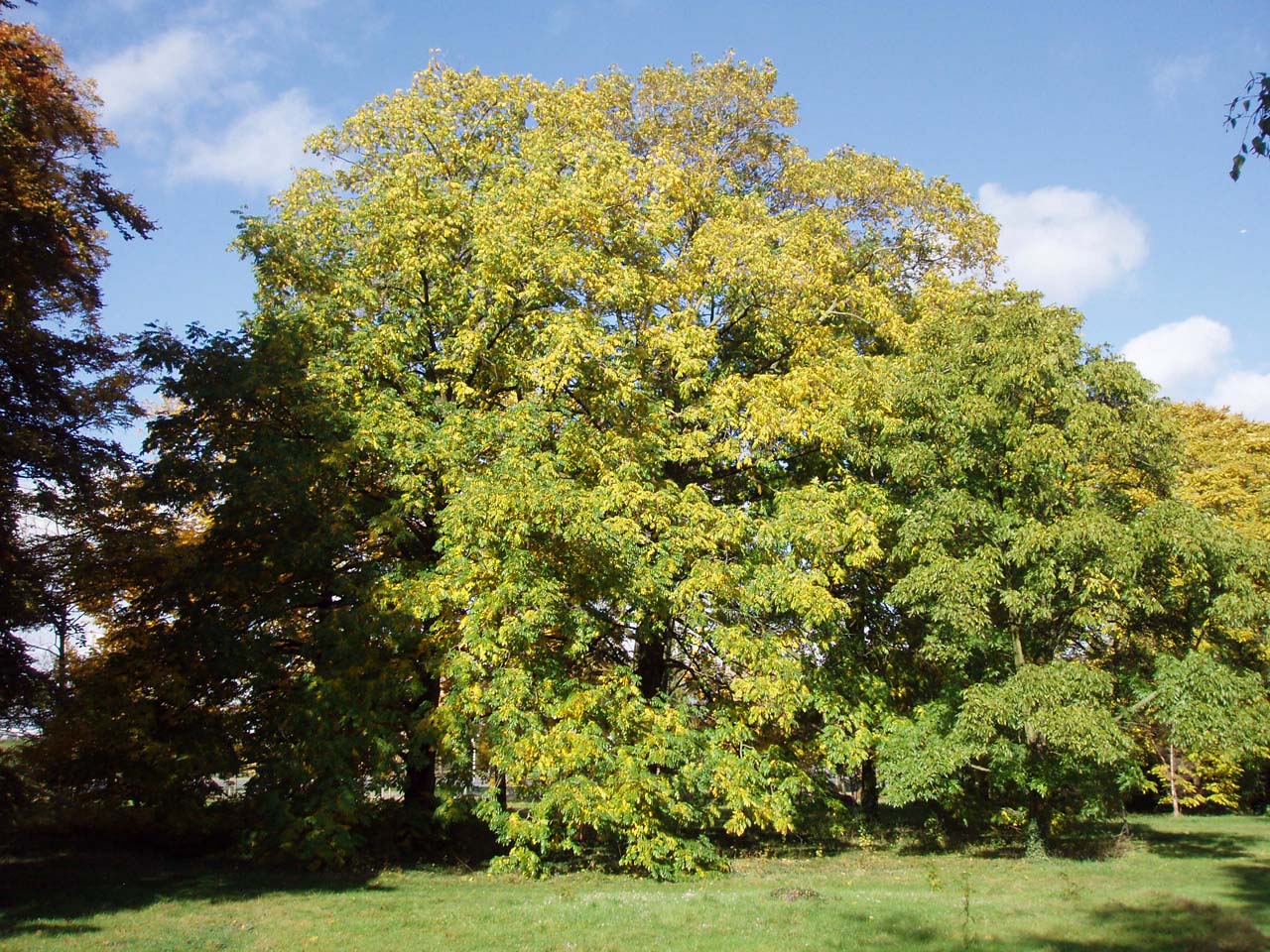 Ptérocaryer de Chine