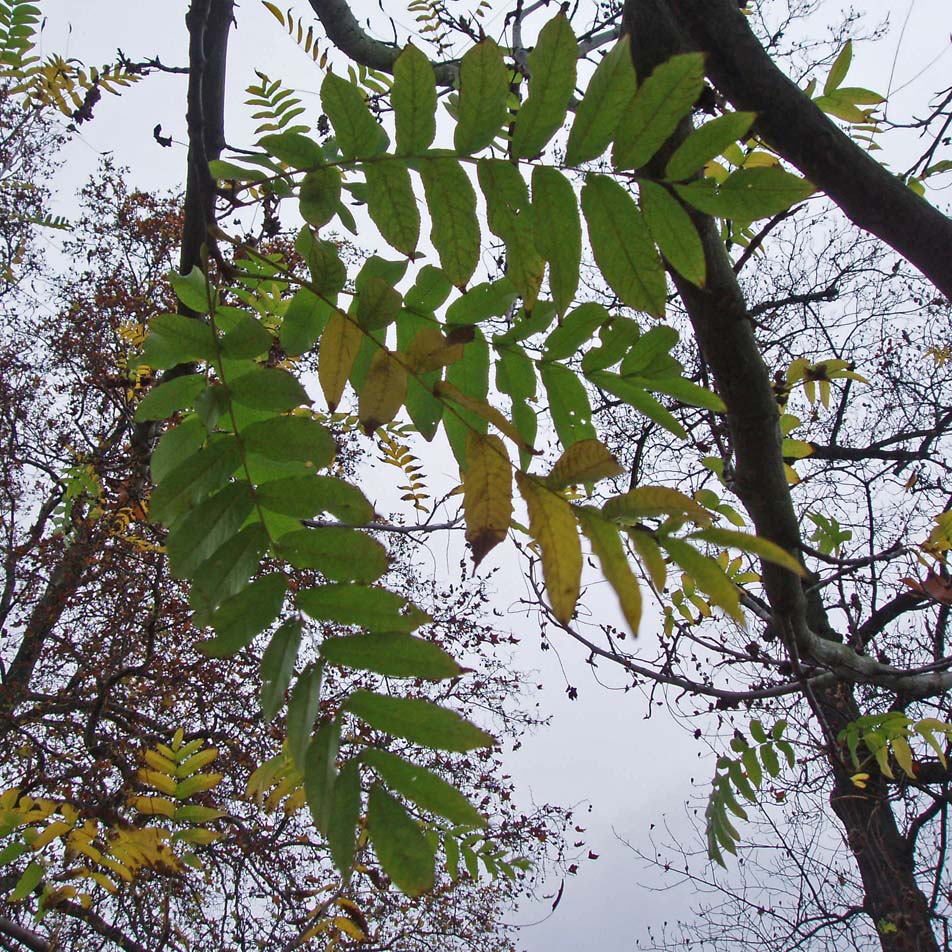 Ptérocaryer (feuilles)