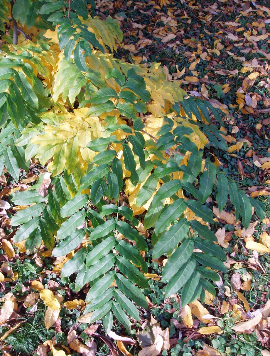 Ptérocaryer (feuilles)