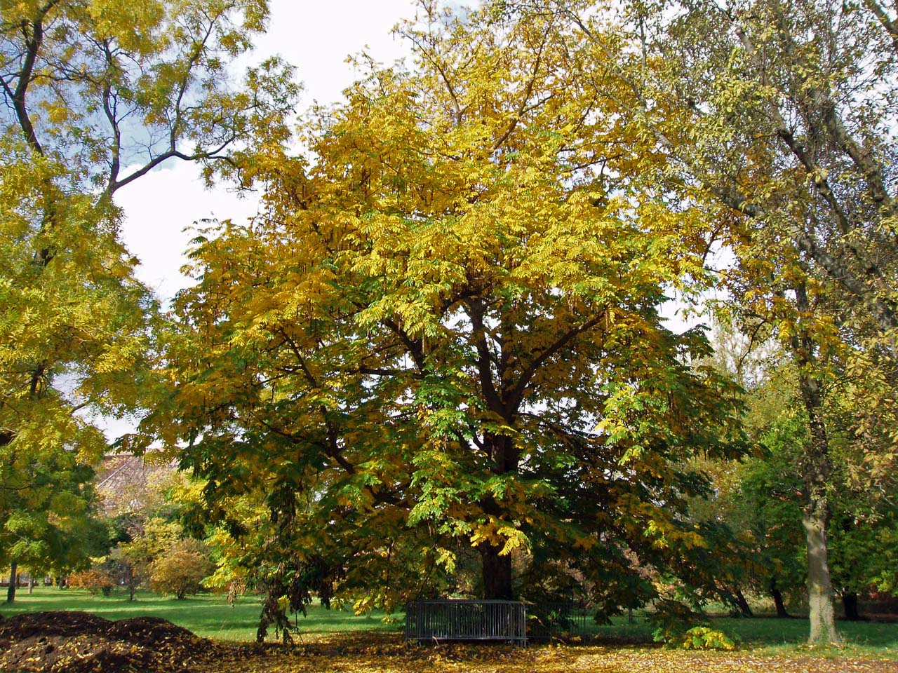 Ptérocaryer à feuilles de frêne