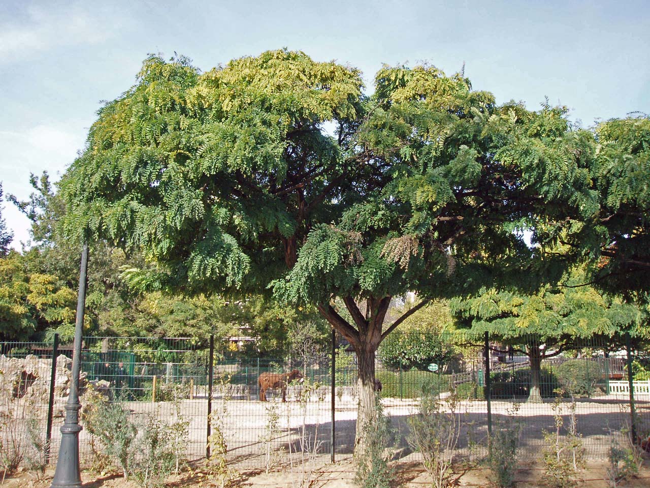 Robinier Jardin d'acclimatation