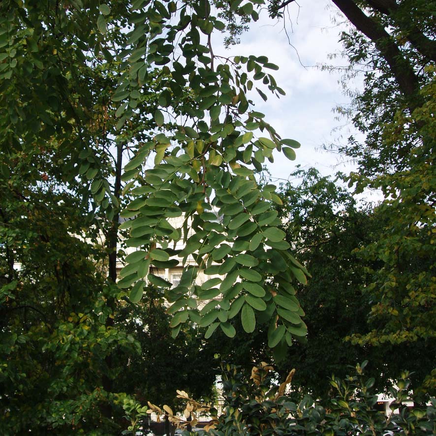 Robinier (feuilles)