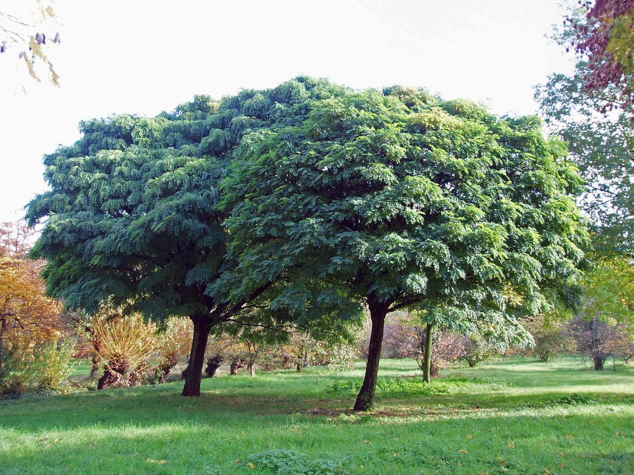 Robinier Arboretum