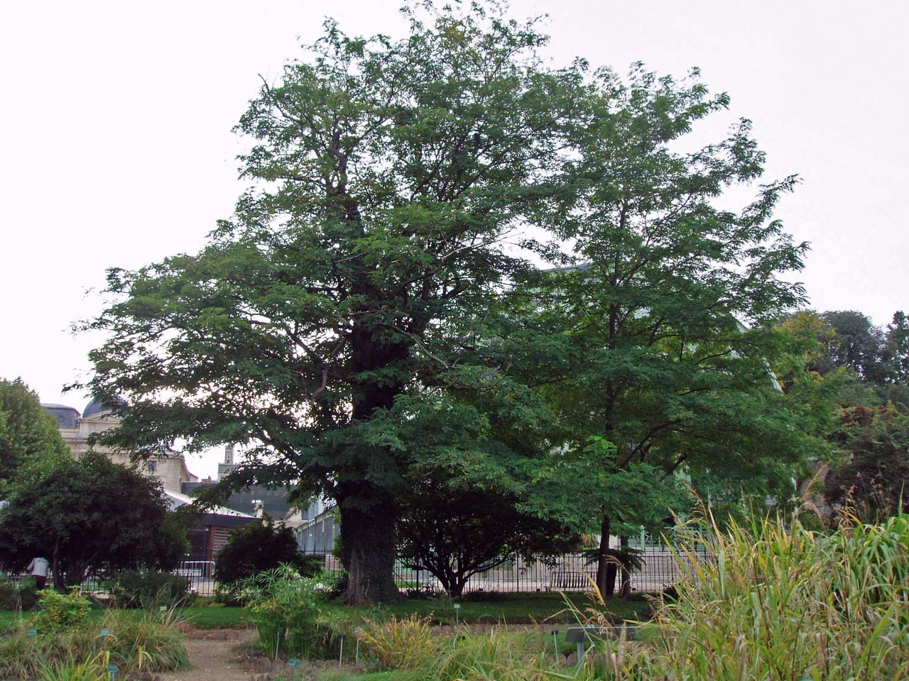 Robinier hybride Jardin des Plantes