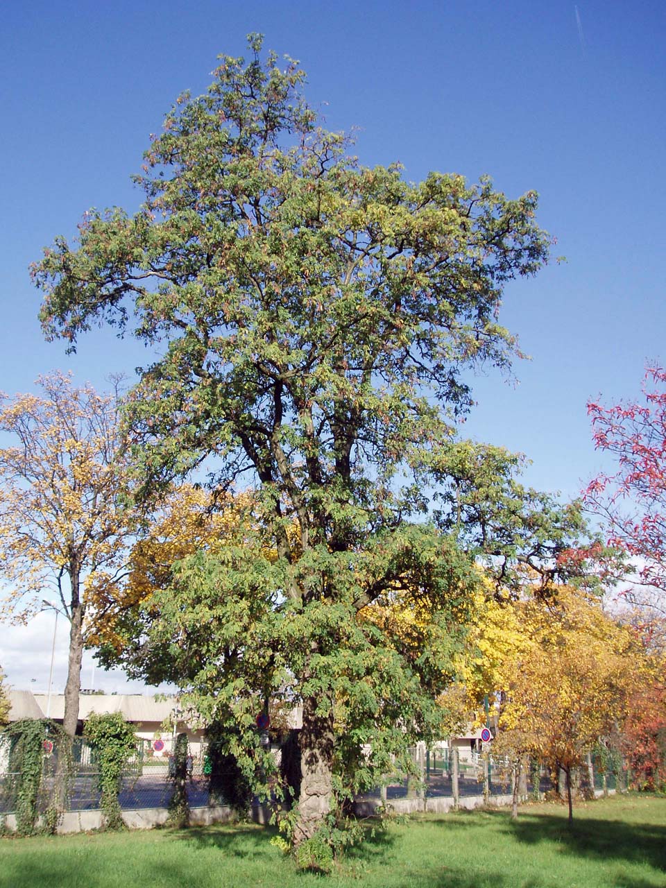 Robinier tortueux Arboretum