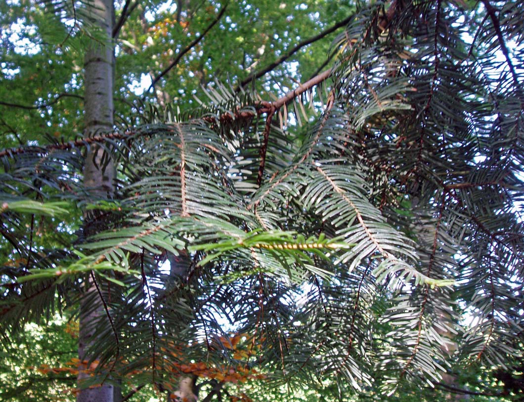 Sapin de Vancouver