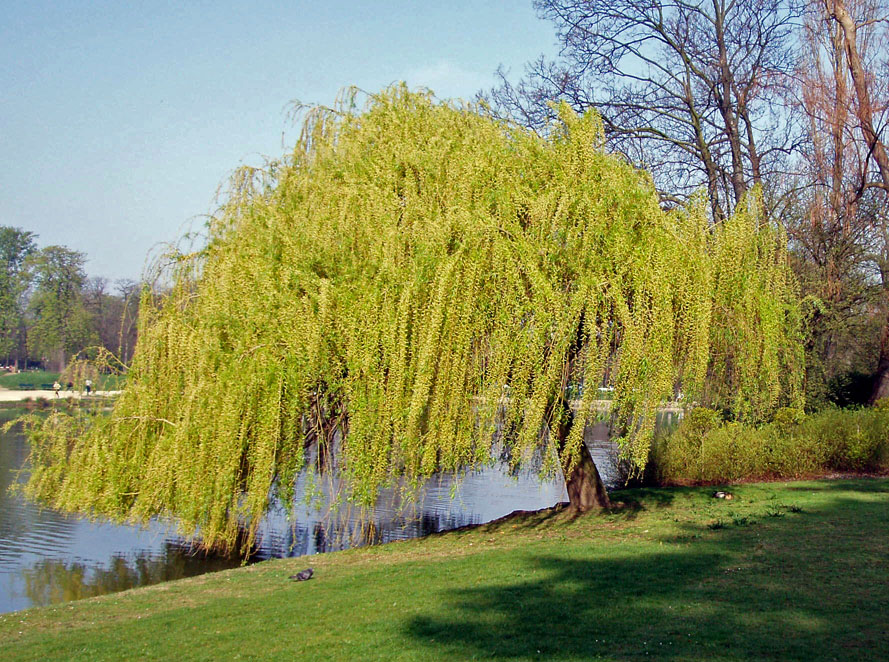 Saule pleureur Daumesnil