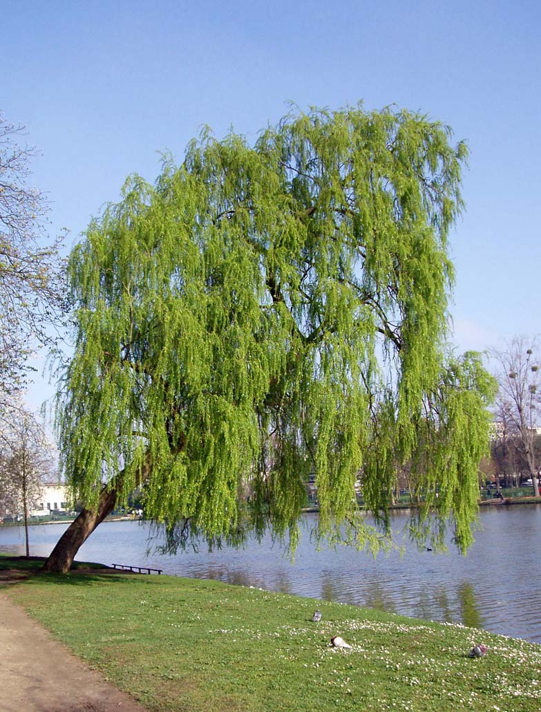 Saule Pleureur Lac Daumesnil